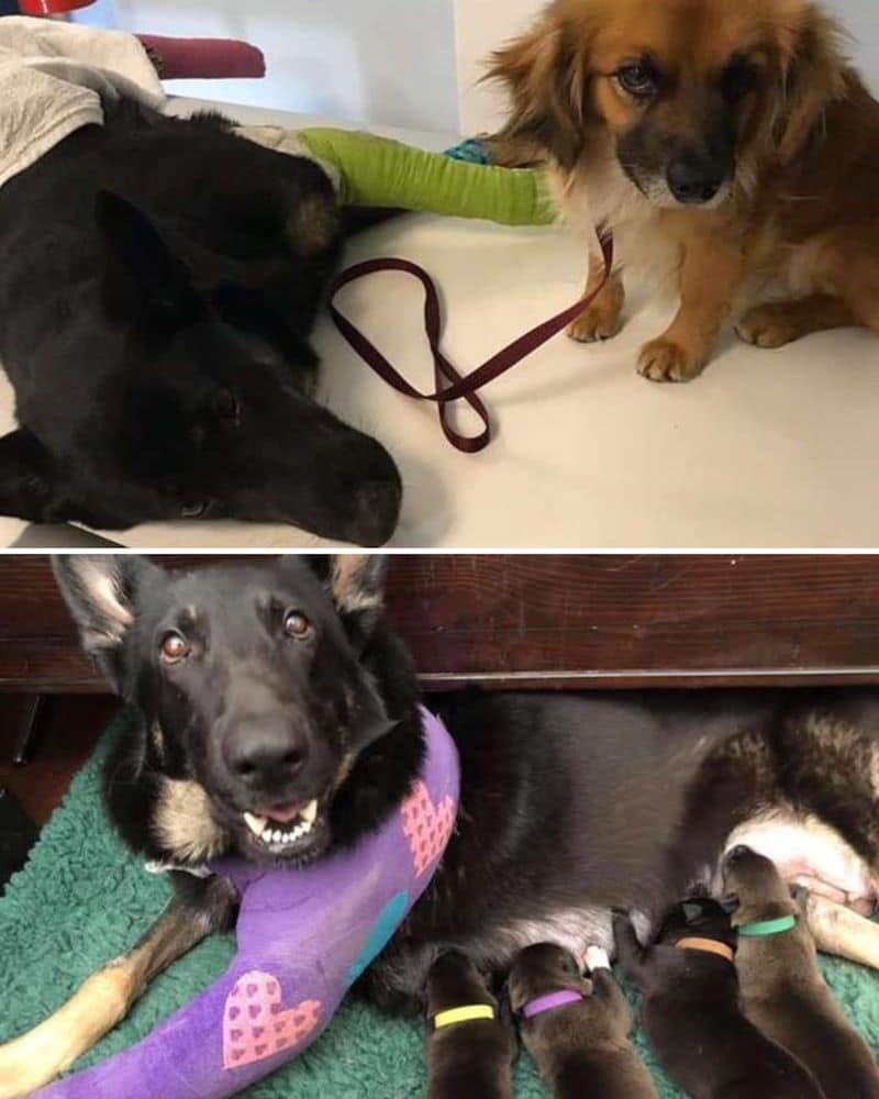 Un chien protège son amie enceinte jusqu'à l'arrivée des secours