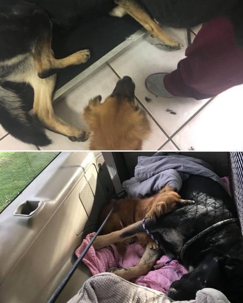 Un chien protège son amie enceinte jusqu'à l'arrivée des secours