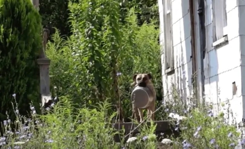 Un chien sans abri emporte son bol de nourriture partout où il va