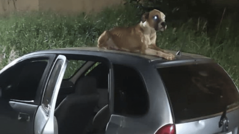 Un chien sans abri s'occupe d'une voiture volée jusqu'à l'arrivée de son maître et finit par être adopté