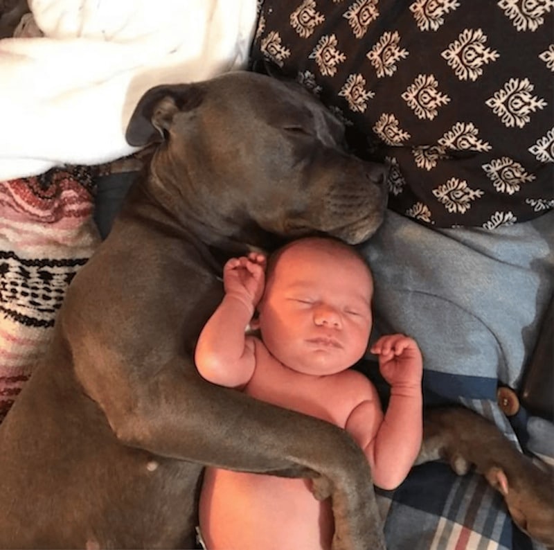 Un chien sauve la vie d'une enfant qui avait cessé de respirer la nuit, c'est magnifique !