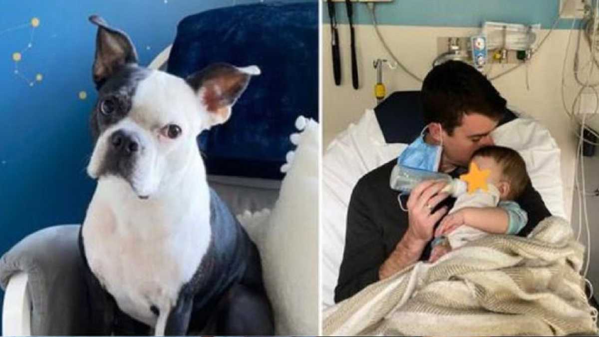 Un chien sauve la vie d'une enfant qui avait cessé de respirer la nuit, c'est magnifique !