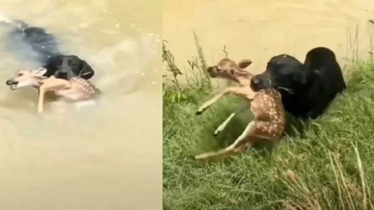 Un chien sauve un bébé cerf piégé dans une rivière