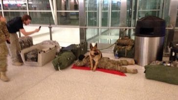 Un chien s'est occupé d'un soldat pendant qu'il dormait à l'aéroport