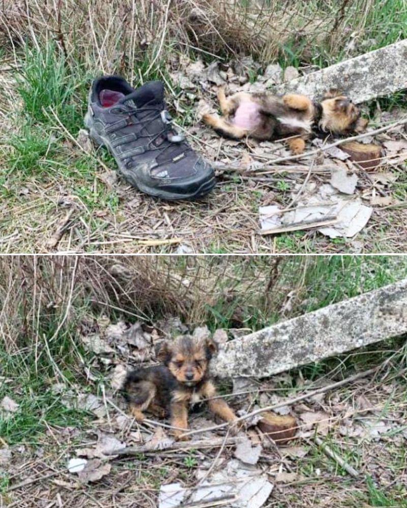 Un chiot trouve une vieille chaussure et s'en sert pour s'abriter du froid
