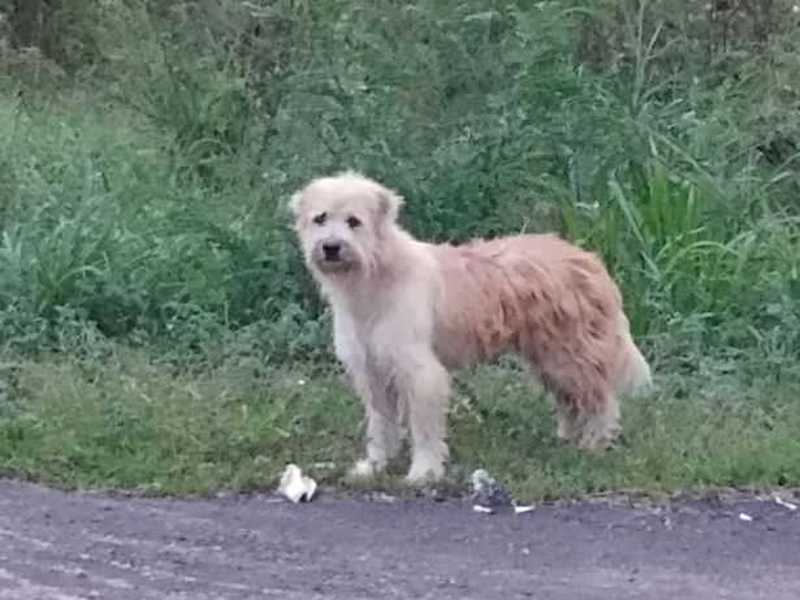 Un gentil chien perdu en voyage attend ses maîtres pendant 4 ans