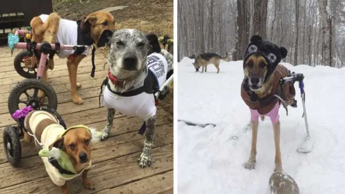Un homme adopte six chiens ayant des besoins spéciaux et change leur vie