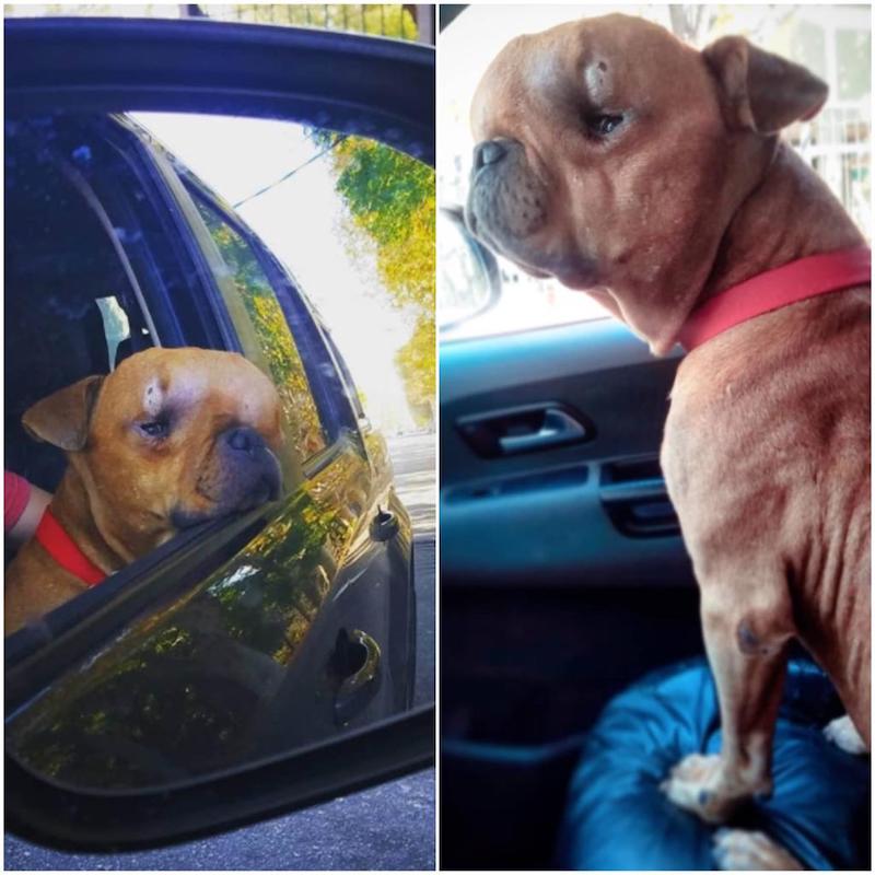 Un homme adopte un chien atteint d'une tumeur pour qu'il puisse vivre ses derniers instants en se sentant aimé