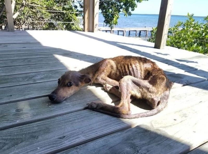 Un homme découvre un chien affamé seul sur une île isolée et lui sauve la vie