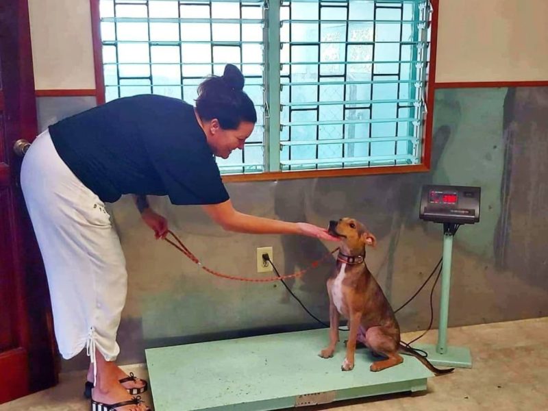 Un homme découvre un chien affamé seul sur une île isolée et lui sauve la vie