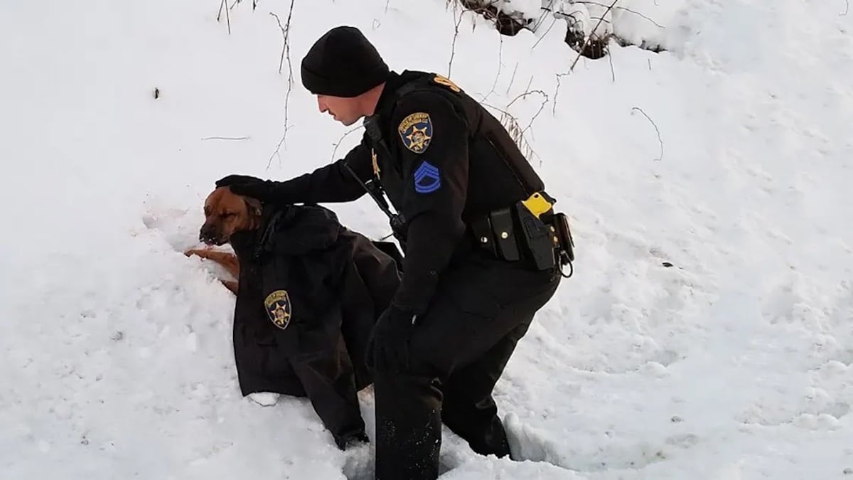 Un homme donne sa veste à un chien abandonné dans la neige presque mort de froid