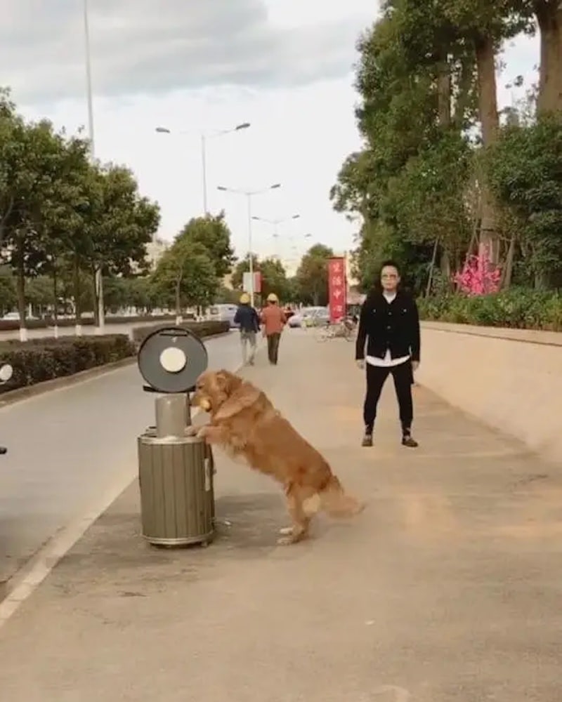 Un homme est choqué par son chien qui ne peut s'empêcher de ramasser les déchets dans la rue et de les remettre à leur place.