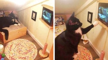 Un homme transforme l'espace derrière un mur en une chambre pour son chat