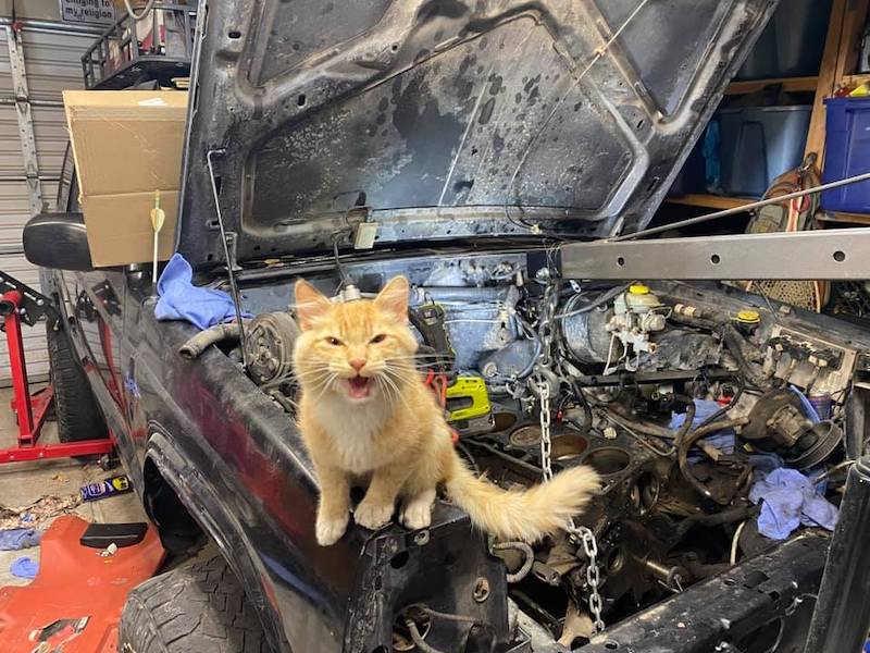 Un homme trouve un gentil chaton dans son garage alors qu'il répare sa jeep