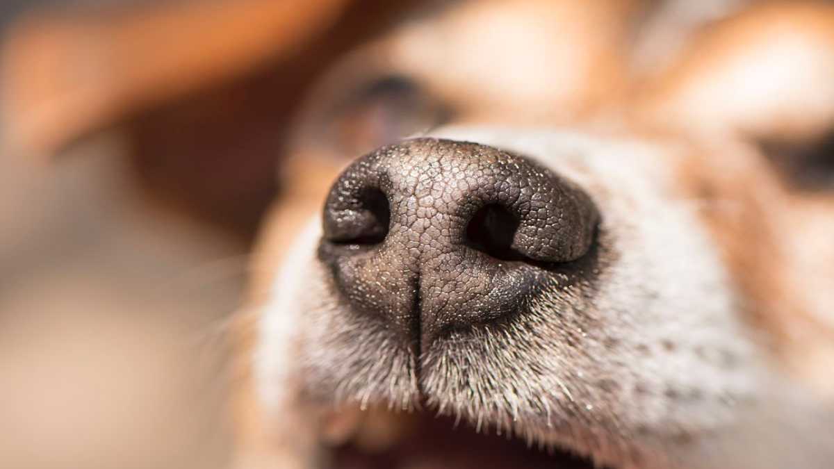 Un nez sec signifie-t-il que le chien est malade ?
