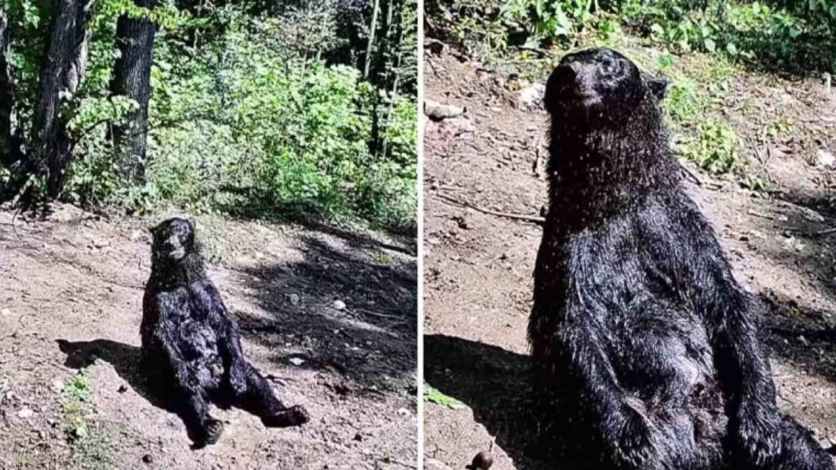 Un ours apprécie de se sécher au soleil après 25 ans passés dans un cirque