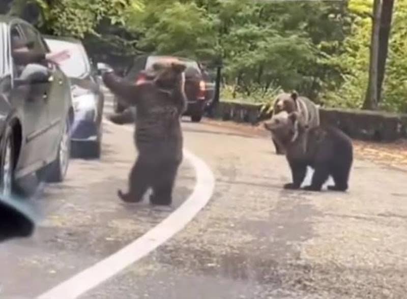 Un ours s'approche d'une voiture bloquée dans la circulation et dit "tape m'en 5" au conducteur