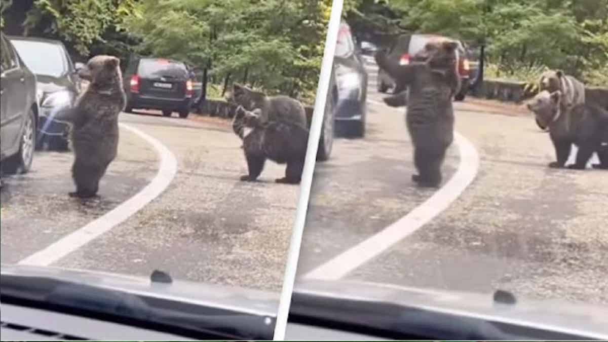 Un ours s'approche d'une voiture bloquée dans la circulation et dit "tape m'en 5" au conducteur