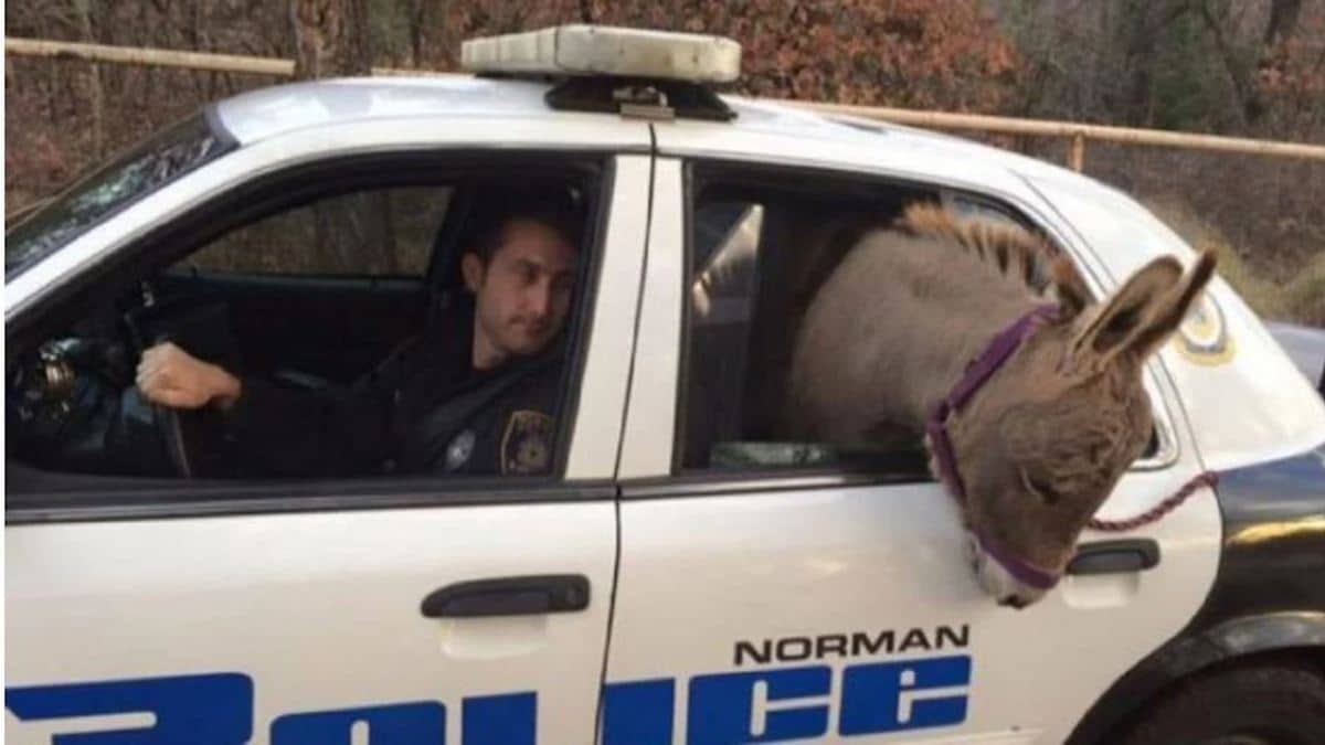 Un policier sauve un âne d'une mort certaine et le met en sécurité dans sa voiture de patrouille
