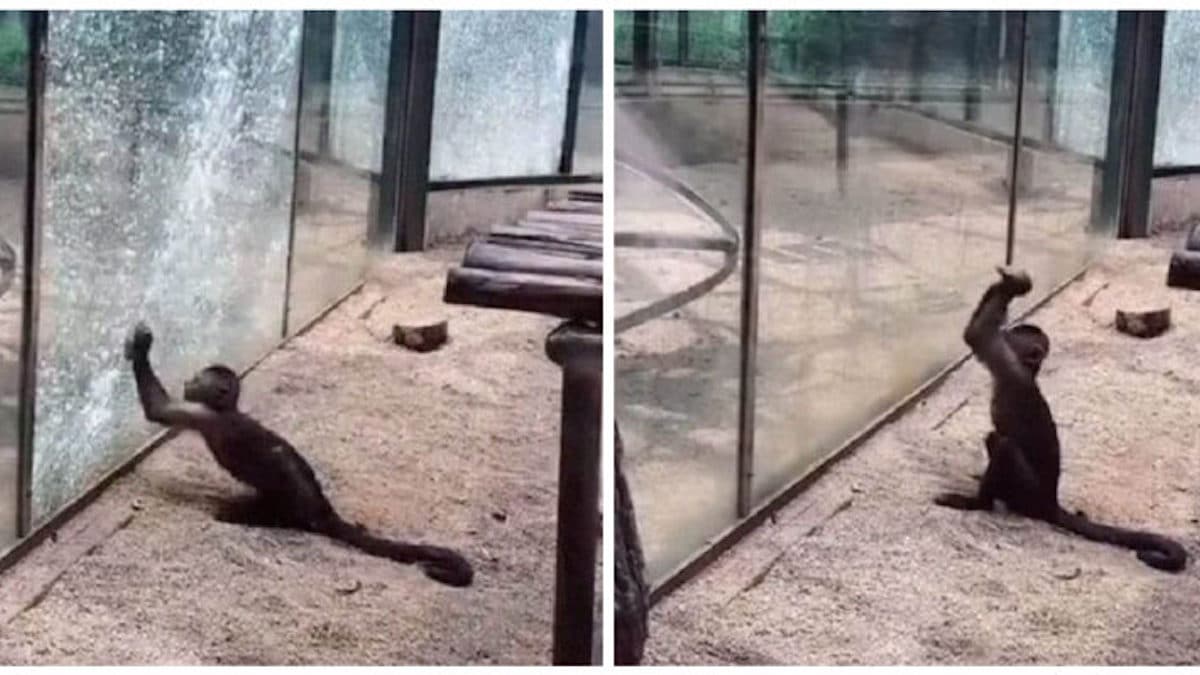 Un singe aiguise un rocher pour l'utiliser pour briser l’enclos en verre du zoo !