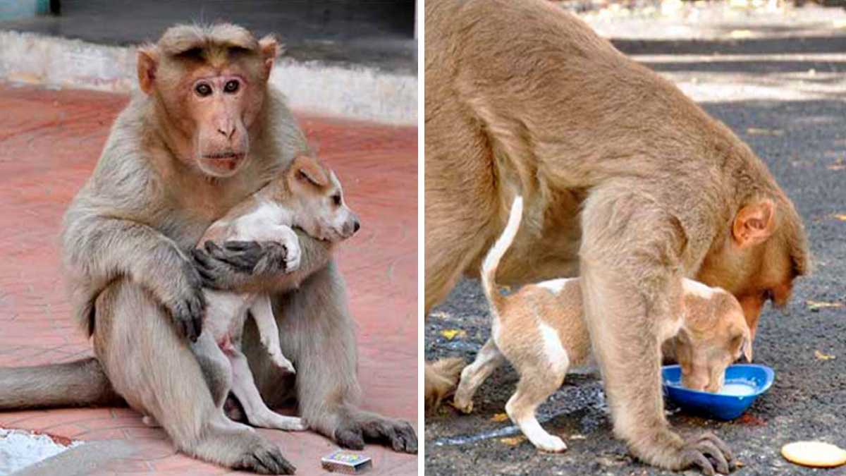 Un singe protège un chiot des chiens mordeurs et l'adopte