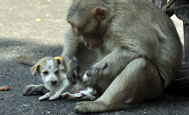 Un singe protège un chiot des chiens mordeurs et l'adopte