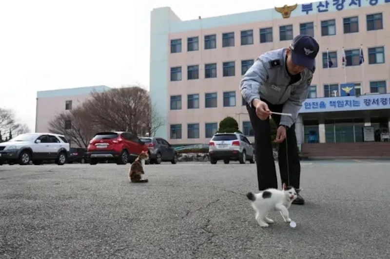 Une chatte errante amène ses bébés au poste de police et devient leur foyer pour toujours