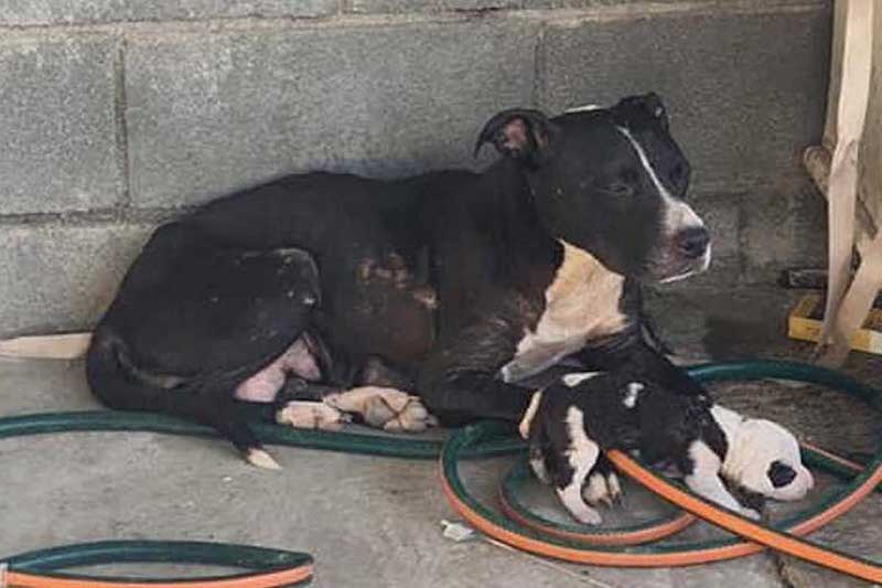 Une chienne s'accroche à son bébé alors qu'ils étaient sur le point d'être euthanasiés, heureusement ils ont été adoptés à temps