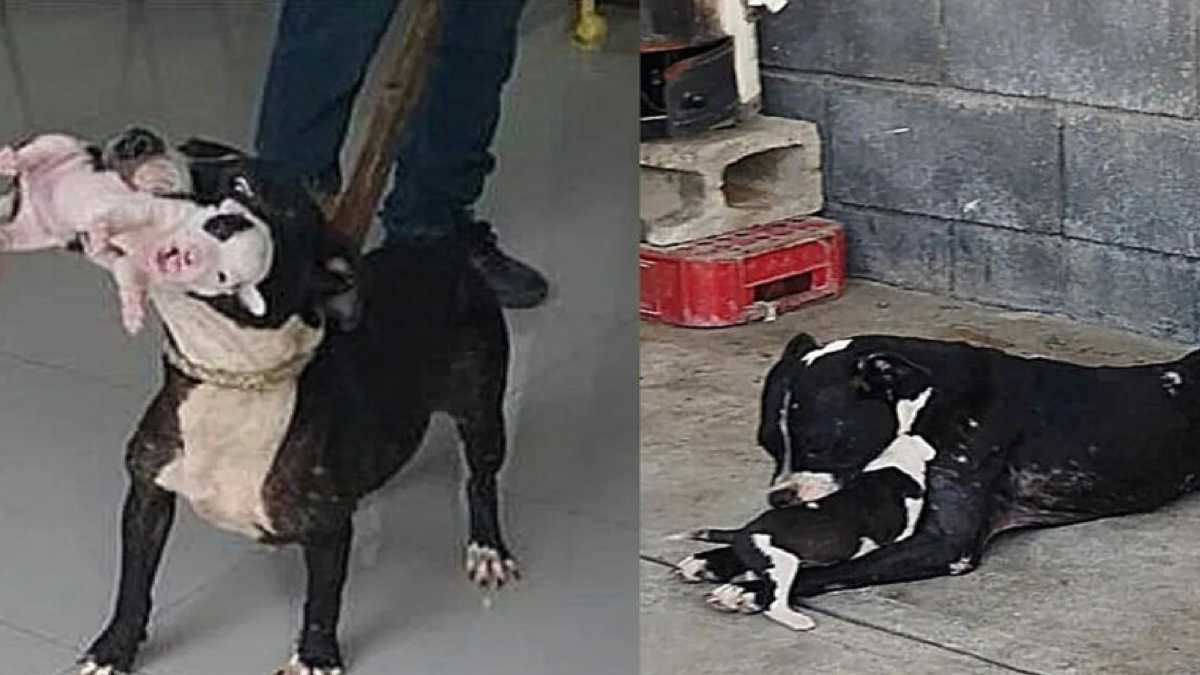 Une chienne s'accroche à son bébé alors qu'ils étaient sur le point d'être euthanasiés, heureusement ils ont été adoptés à temps