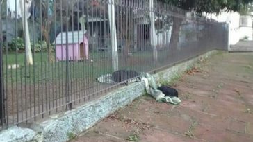 Une femme adopte un chien dans la rue, puis s'aperçoit qu'elle a tiré sa couverture par-dessus la clôture pour la partager avec un chien errant.