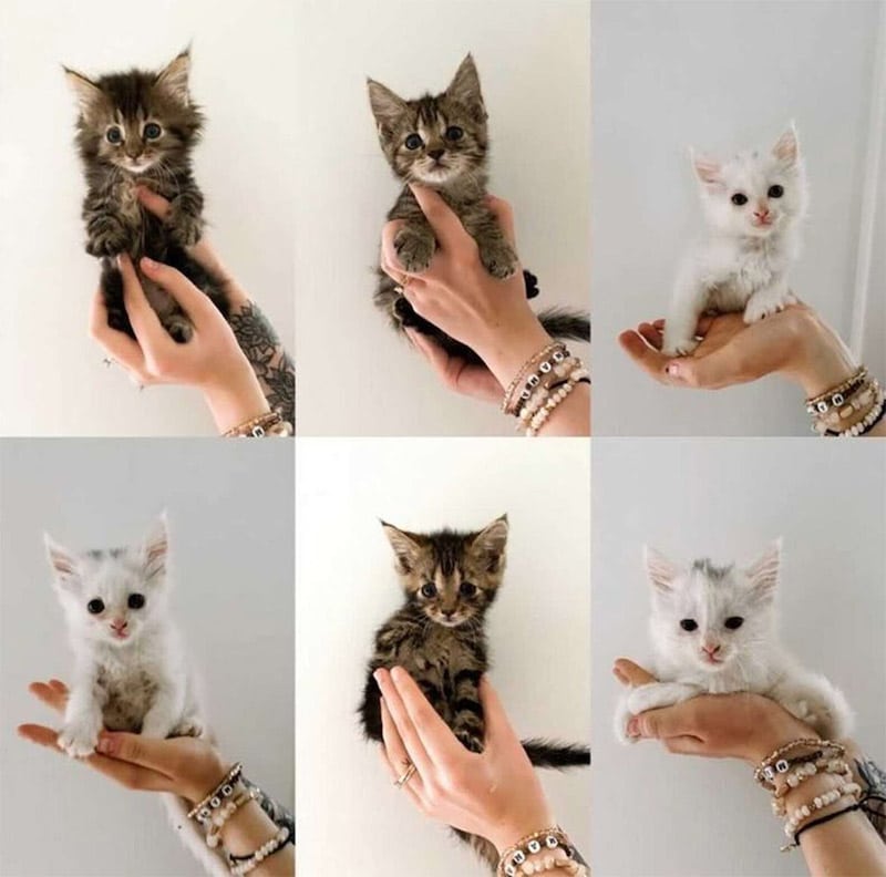 Une Femme Et Un Chat Sans Abri Enceinte Mettent Bas En Meme Temps
