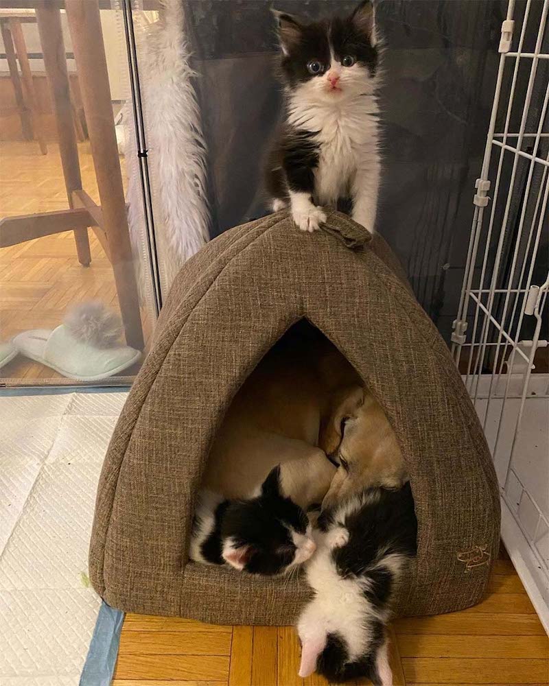 Une femme ramène à la maison des chatons trouvés dans la cour et son chien s'en est occupé