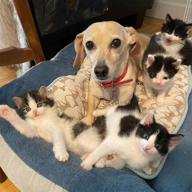 Une femme ramène à la maison des chatons trouvés dans la cour et son chien s'en est occupé