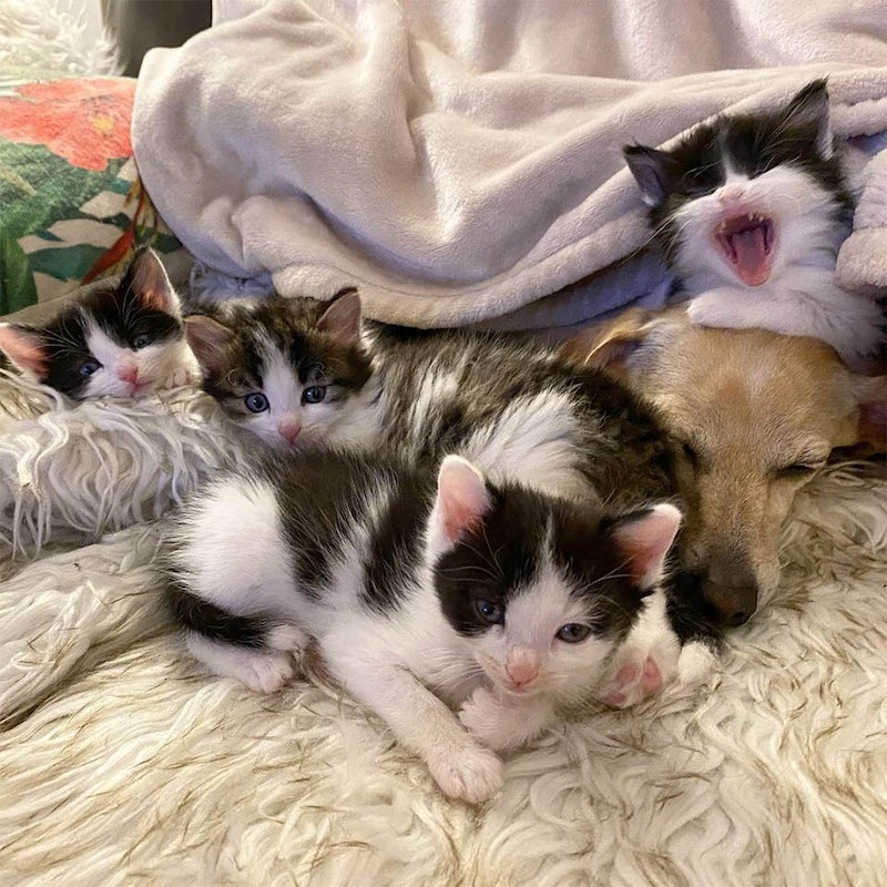 Une femme ramène à la maison des chatons trouvés dans la cour et son chien s'en est occupé