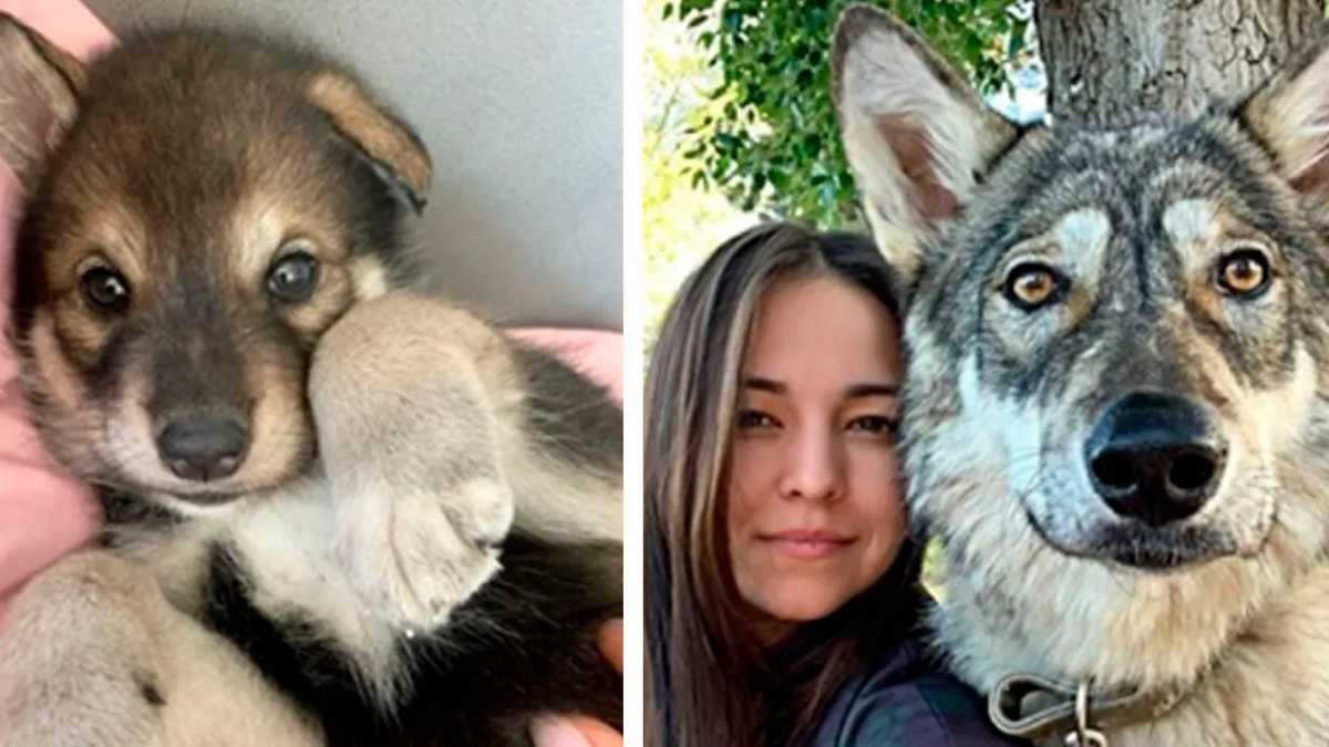 Une femme sauve un loup rejeté par sa mère. Il grandit dans une famille humaine et se comporte comme un chien