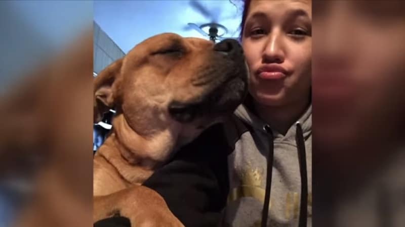 Une femme s'est rendue dans un refuge pour adopter et a retrouvé son chien perdu il y a deux ans