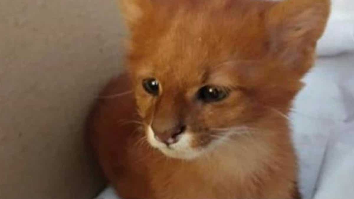 Une femme trouve chaton et l'adopte, 8 semaines plus tard, elle découvre sa grosse erreur