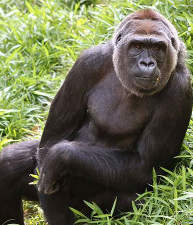 Une maman gorille donne naissance à son bébé et le comble de câlins et de bisous