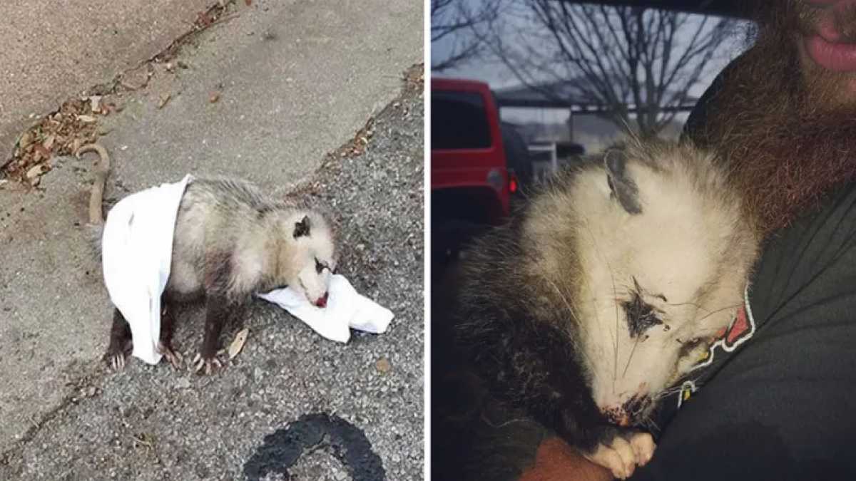 Une opossum enceinte sans défense s'accroche à son sauveteur
