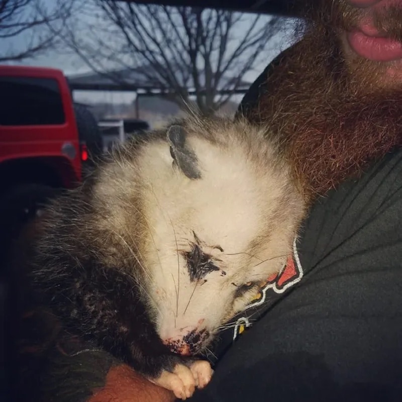 Une opossum enceinte sans défense s'accroche à son sauveteur