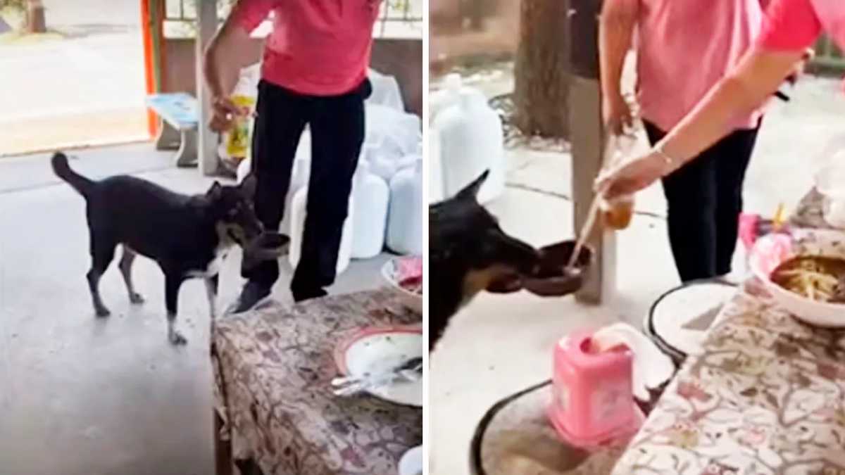 (Vidéo) Un chien prend son assiette dans sa bouche dans un restaurant pour obtenir de la nourriture gratuite