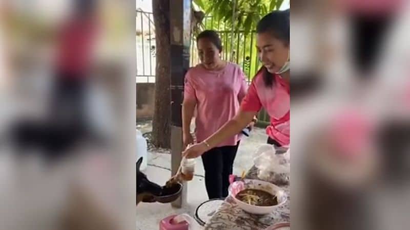 (Vidéo) Un chien prend son assiette dans sa bouche dans un restaurant pour obtenir de la nourriture gratuite