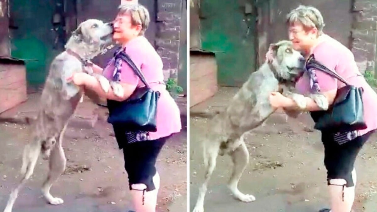 (Vidéo) Une femme pleure en retrouvant son chien affamé après qu'il ait été volé il y a 2 ans