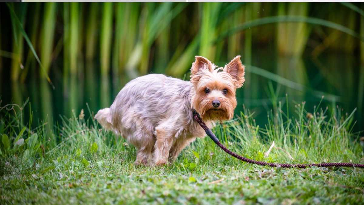 Voici comment apprendre à votre chien à faire ses besoins en dehors de la maison