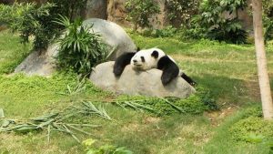 Voici la raison pour laquelle le panda reste grassouillet même s'il ne mange que du bambou !