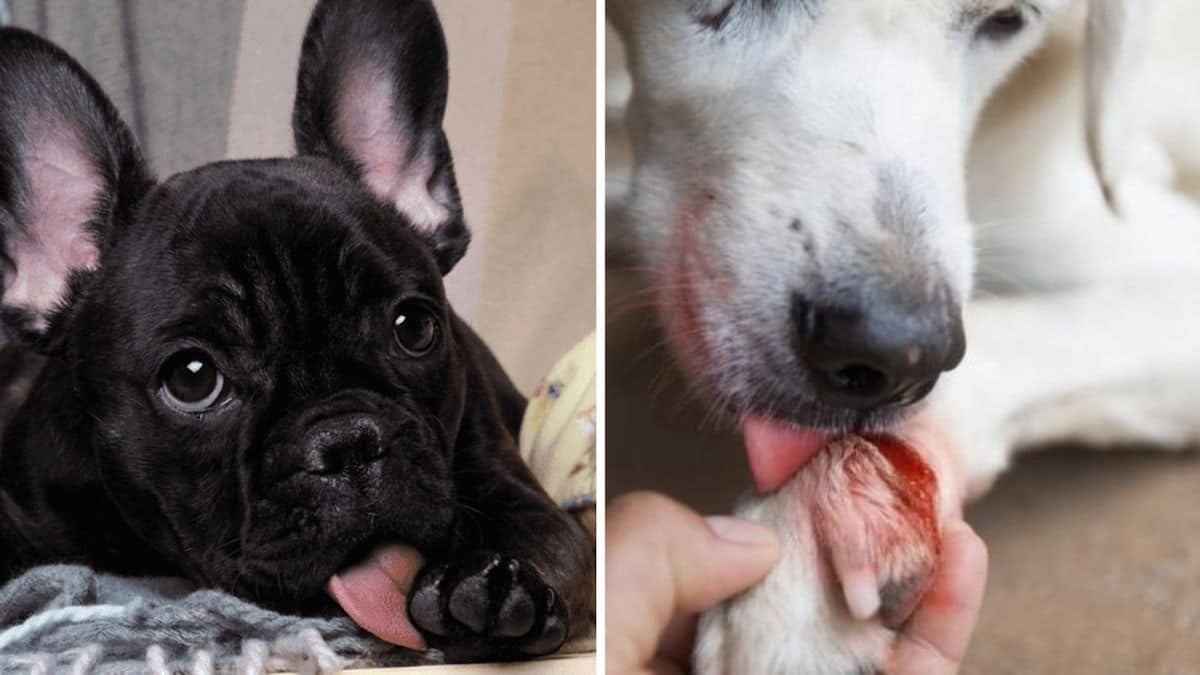 Votre chien se lèche beaucoup les pattes, voici les raisons