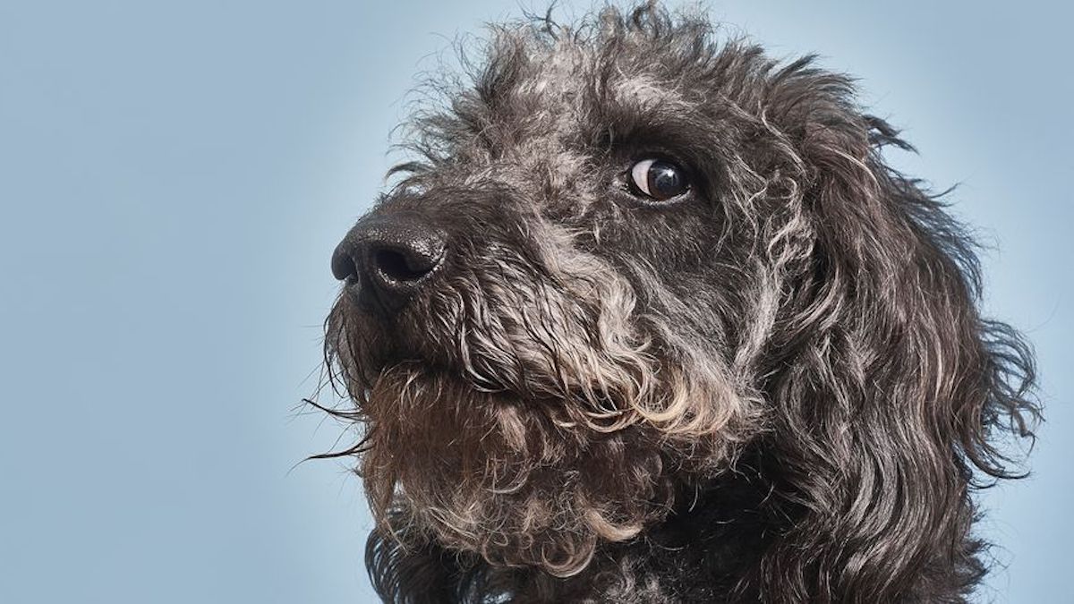 10 choses que vous ne savez (presque certainement) pas sur votre chien