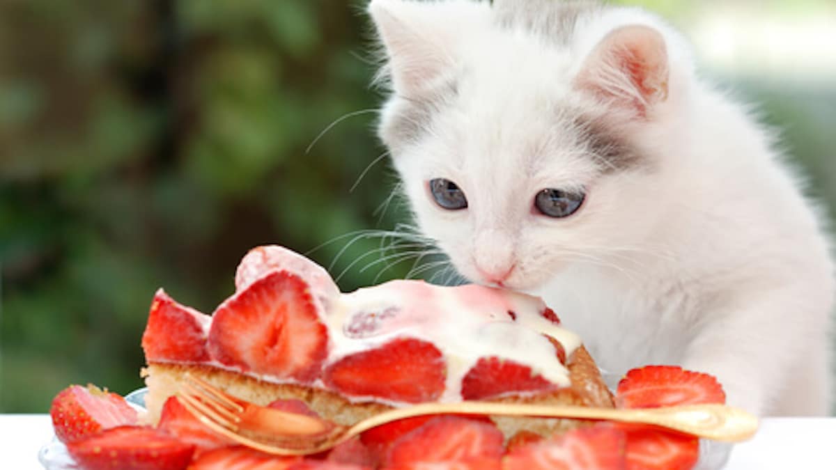 4 Recettes De Desserts Faits Maison Simples Et Faciles Pour Les Chats