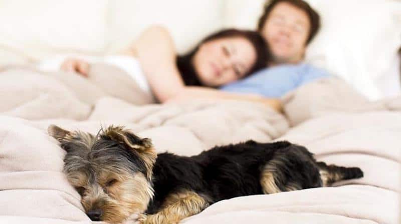 5 bonnes raisons pour lesquelles il est bon de dormir avec son chien, selon la science
