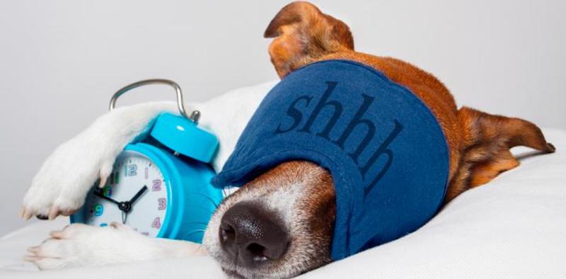 5 bonnes raisons pour lesquelles il est bon de dormir avec son chien, selon la science